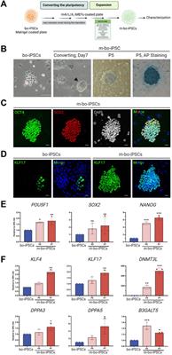 Generation of induced pluripotent stem cells from Bornean <mark class="highlighted">orangutans</mark>